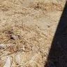 Yelp.com - Believe it landscape maintenance in Menifee, CA - Photo 2