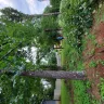 Asplundh Tree Expert - Duke power sent them to trim trees. Horrible job and destroyed my garden - Photo 15