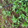 Asplundh Tree Expert - Duke power sent them to trim trees. Horrible job and destroyed my garden - Photo 16