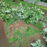 Asplundh Tree Expert - Duke power sent them to trim trees. Horrible job and destroyed my garden - Photo 9