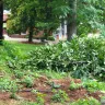 Asplundh Tree Expert - Duke power sent them to trim trees. Horrible job and destroyed my garden - Photo 7
