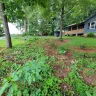 Asplundh Tree Expert - Duke power sent them to trim trees. Horrible job and destroyed my garden - Photo 18