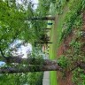 Asplundh Tree Expert - Duke power sent them to trim trees. Horrible job and destroyed my garden - Photo 20