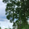 Asplundh Tree Expert - Duke power sent them to trim trees. Horrible job and destroyed my garden - Photo 11