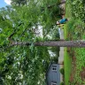 Asplundh Tree Expert - Duke power sent them to trim trees. Horrible job and destroyed my garden