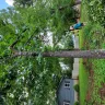 Asplundh Tree Expert - Duke power sent them to trim trees. Horrible job and destroyed my garden - Photo 19