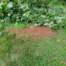 Asplundh Tree Expert - Duke power sent them to trim trees. Horrible job and destroyed my garden - Photo 10