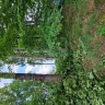 Asplundh Tree Expert - Duke power sent them to trim trees. Horrible job and destroyed my garden - Photo 5