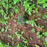 Asplundh Tree Expert - Duke power sent them to trim trees. Horrible job and destroyed my garden - Photo 21