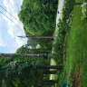 Asplundh Tree Expert - Duke power sent them to trim trees. Horrible job and destroyed my garden - Photo 2