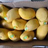 Real Canadian Superstore - Box of Mango  Ataulfo bought  from Super store 80 Bison Drive Winnipeg