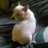 Craigslist - my post keep getting removed - Photo 1