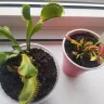Predatory Plants - plant