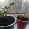 Predatory Plants - plant