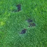 TruGreen - Lack of service - Photo 1