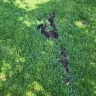 TruGreen - Lack of service - Photo 3