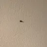 Novotel - Cockroaches in the room - Photo 2