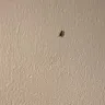 Novotel - Cockroaches in the room - Photo 4