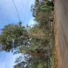 Mowbray's Tree Service - Overly aggressive and unnecessary tree cutting