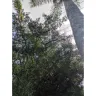 Tampa Electric / Teco Energy - Tree triming