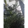 Tampa Electric / Teco Energy - Tree triming - Photo 2