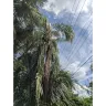 Tampa Electric / Teco Energy - Tree triming - Photo 1