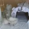 Tanyahouse Cattery - Kittens/cats - Photo 2