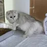 Tanyahouse Cattery - Kittens/cats