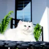 Tanyahouse Cattery - Kittens/cats