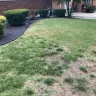 TruGreen - I would like a refund of all monies paid or my lawn to be returned the condition it was in before they destroyed it - Photo 5