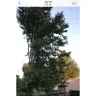 Asplundh Tree Expert - AEP