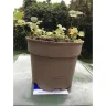 Gardening Express - Supposed to be in-season mid-summer late-summer - Photo 2