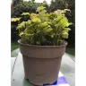 Gardening Express - Supposed to be in-season mid-summer late-summer - Photo 3