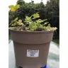Gardening Express - Supposed to be in-season mid-summer late-summer - Photo 1