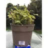 Gardening Express - Supposed to be in-season mid-summer late-summer - Photo 4