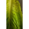 Booths - Romain lettuce covered in flies