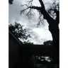 RHP Properties - Broken pavement, dead trees that were supposed to be removed after ? SALLY  - Photo 4