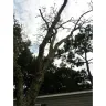 RHP Properties - Broken pavement, dead trees that were supposed to be removed after ? SALLY  - Photo 2