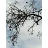 RHP Properties - Broken pavement, dead trees that were supposed to be removed after ? SALLY  - Photo 1