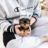 Celebrity Teacup Yorkie Pups Home - Refund of 645 that was given with no transfer of yorkie.