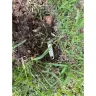 Sedgwick Claims Management Services - Damaged Sprinkler System Pipes by AT&T Contractors - Photo 1