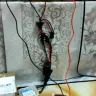 Shopee - Hid Ballast  - Photo 5