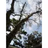 RHP Properties - Dead trees in yard since 09/17/2020 after Hurricane Sally 