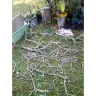 RHP Properties - Dead trees in yard since 09/17/2020 after Hurricane Sally  - Photo 4