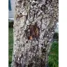 RHP Properties - Dead trees in yard since 09/17/2020 after Hurricane Sally  - Photo 5