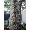 RHP Properties - Dead trees in yard since 09/17/2020 after Hurricane Sally 
