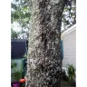 RHP Properties - Dead trees in yard since 09/17/2020 after Hurricane Sally  - Photo 2
