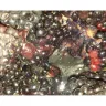 Sam's Club - Rotten Product - Photo 1