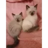 Hoobly - Hoobly Cats seller is selling Purebred Ragdoll kittens that have 0% Ragdoll in them