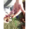 CJ Lawn & Landscaping LLC - irrigation line system install failure - Photo 4